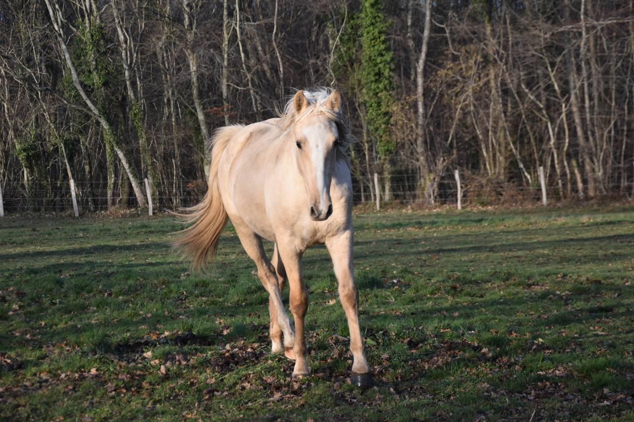 Caballo castrado Origine Constat&eacute;e En venta 2024 Palomino por Dundi des Ocres
