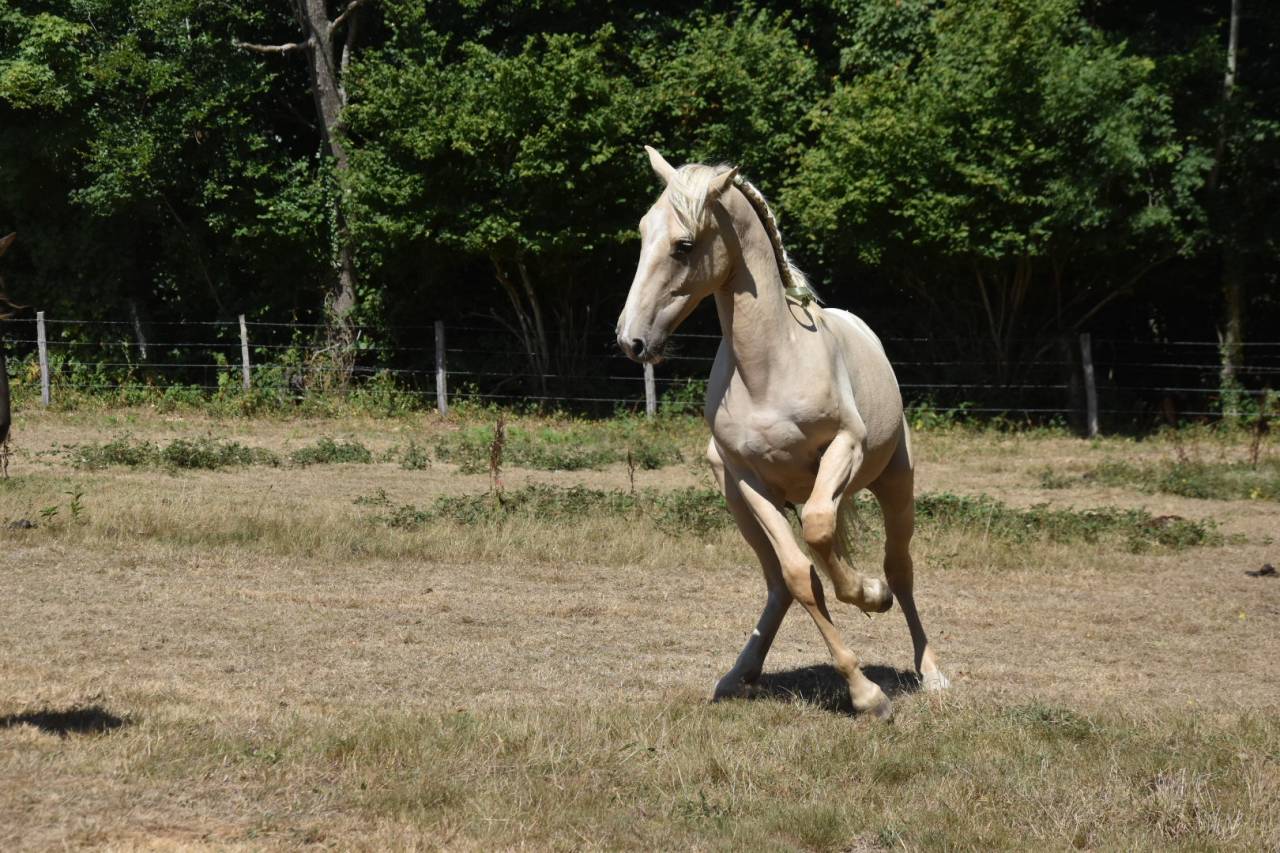 Caballo castrado Origine Constat&eacute;e En venta 2024 Palomino por Dundi des Ocres
