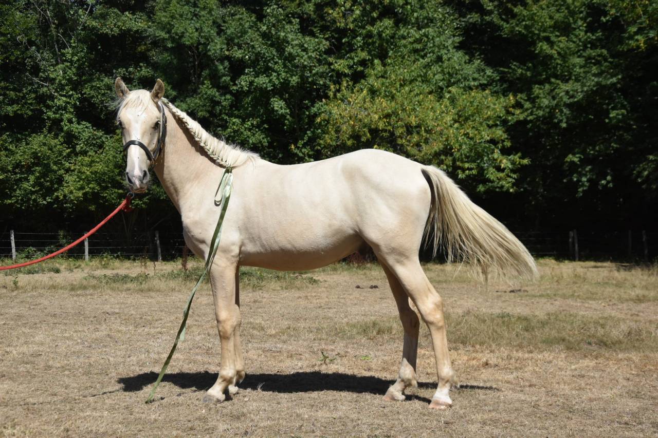 Caballo castrado Origine Constat&eacute;e En venta 2024 Palomino por Dundi des Ocres