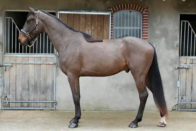Caballo castrado Silla Franc&eacute;s En venta 2022 Bayo por VITALIS