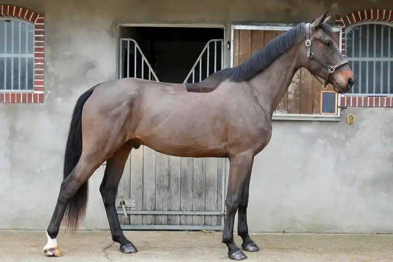 Caballo castrado Silla Franc&eacute;s En venta 2022 Bayo por VITALIS