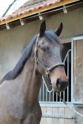 Caballo castrado Silla Franc&eacute;s En venta 2022 Bayo por VITALIS