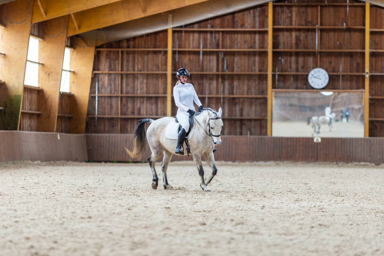 Caballo castrado Origine Constat&eacute;e En venta 2015 Tordo por alibi du ronval