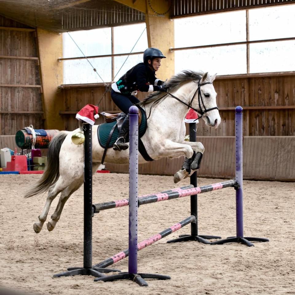 Caballo castrado Origine Constat&eacute;e En venta 2015 Tordo por alibi du ronval