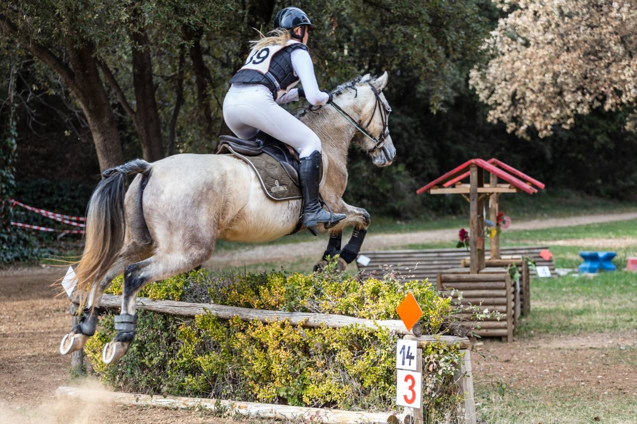 Caballo castrado Origine Constat&eacute;e En venta 2015 Tordo por alibi du ronval