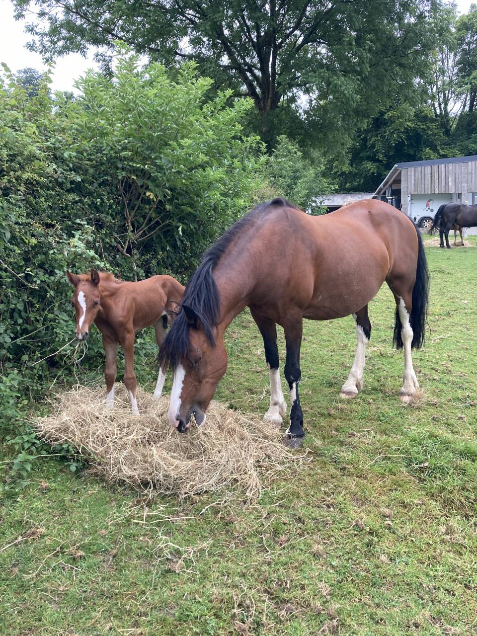 Caballo castrado PFS Poni Fran&ccedil;&eacute;s de Silla En venta 2024 Alaz&aacute;n por JUMANGI DE LA POTERIE