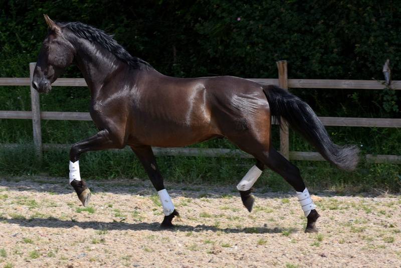 Hermes Zabaloa - PRE Pura Raza Espa&ntilde;ola 2017 por ANDALUZ MANGO II