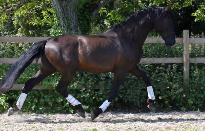 Hermes Zabaloa - PRE Pura Raza Espa&ntilde;ola 2017 por ANDALUZ MANGO II