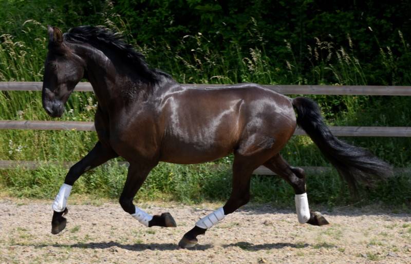 Hermes Zabaloa - PRE Pura Raza Espa&ntilde;ola 2017 por ANDALUZ MANGO II