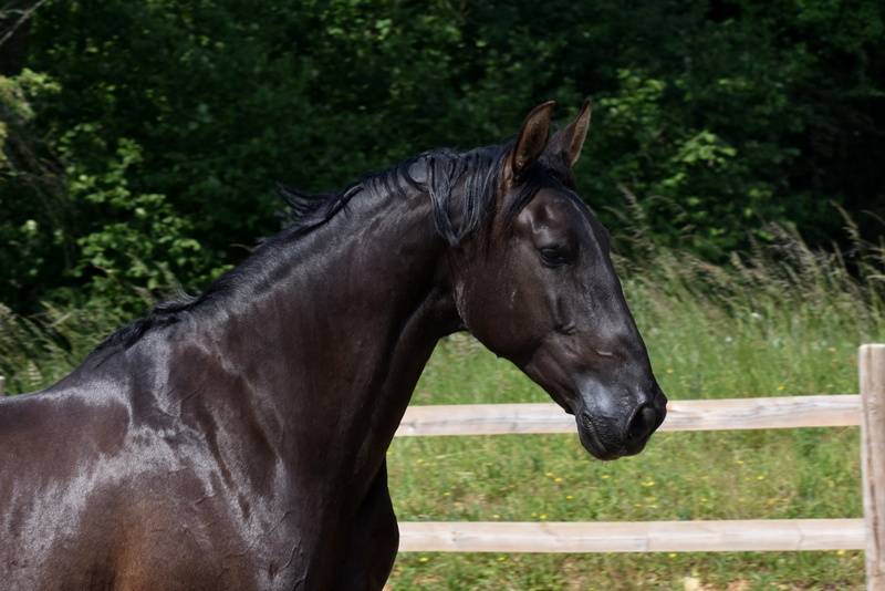Hermes Zabaloa - PRE Pura Raza Espa&ntilde;ola 2017 por ANDALUZ MANGO II