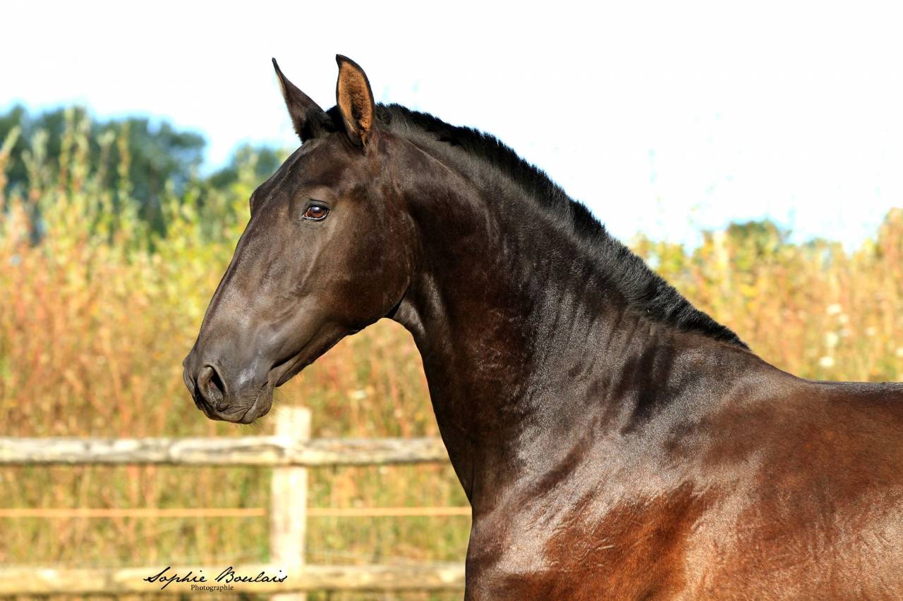 Hermes Zabaloa - PRE Pura Raza Espa&ntilde;ola 2017 por ANDALUZ MANGO II