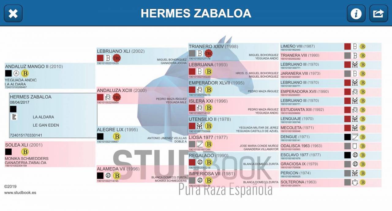 Hermes Zabaloa - PRE Pura Raza Espa&ntilde;ola 2017 por ANDALUZ MANGO II