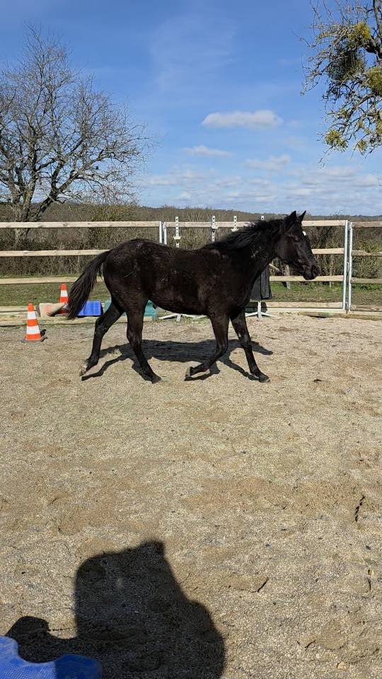 Potranca Origine Constat&eacute;e En venta 2025 Negro