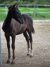 Potranca Origine Constat&eacute;e En venta 2025 Bayo