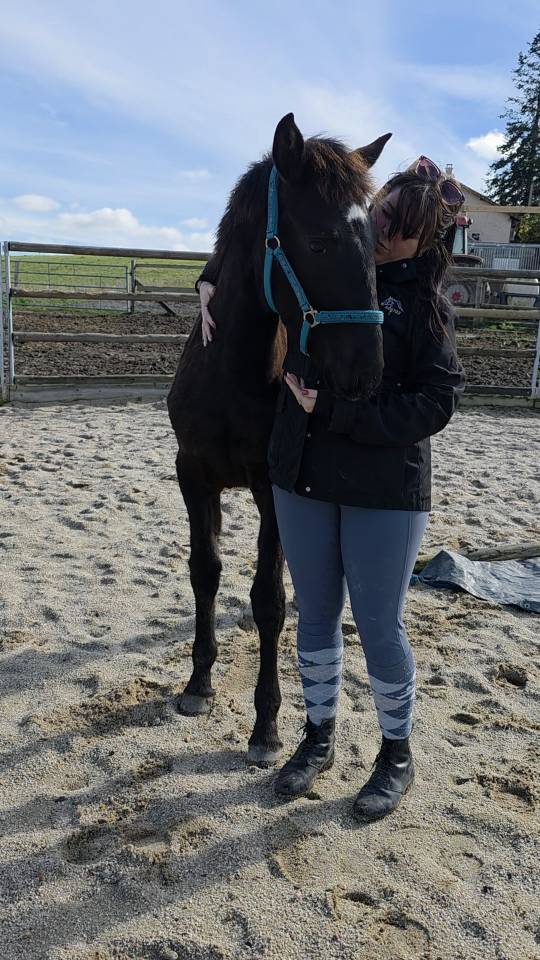 Potranca Origine Constat&eacute;e En venta 2025 Bayo