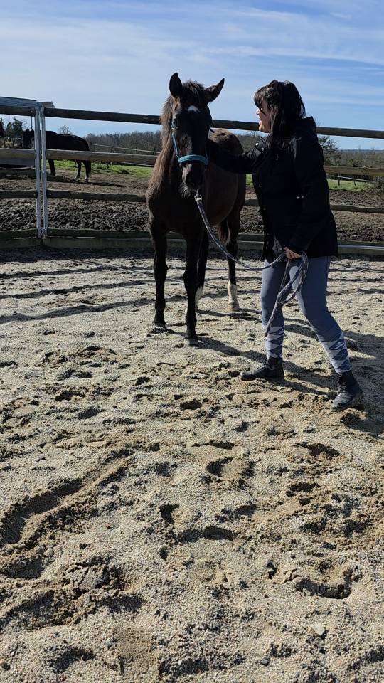 Potranca Origine Constat&eacute;e En venta 2025 Bayo