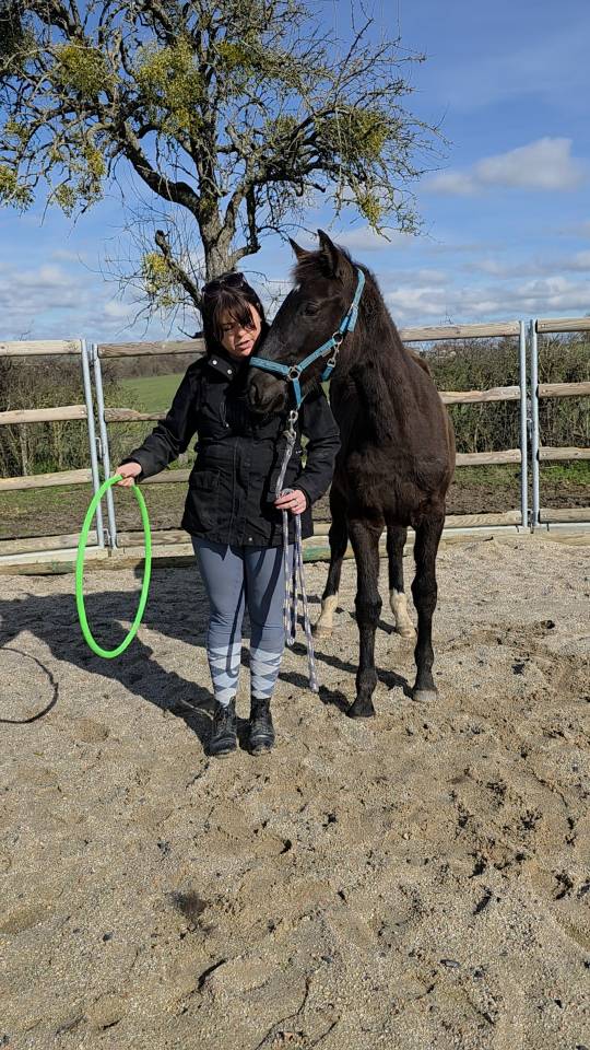 Potranca Origine Constat&eacute;e En venta 2025 Bayo