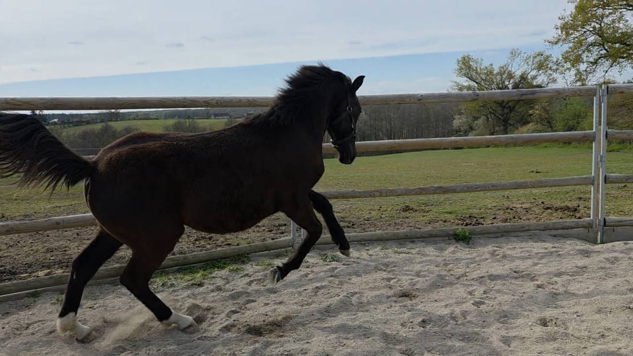 Potranca Origine Constat&eacute;e En venta 2025 Bayo