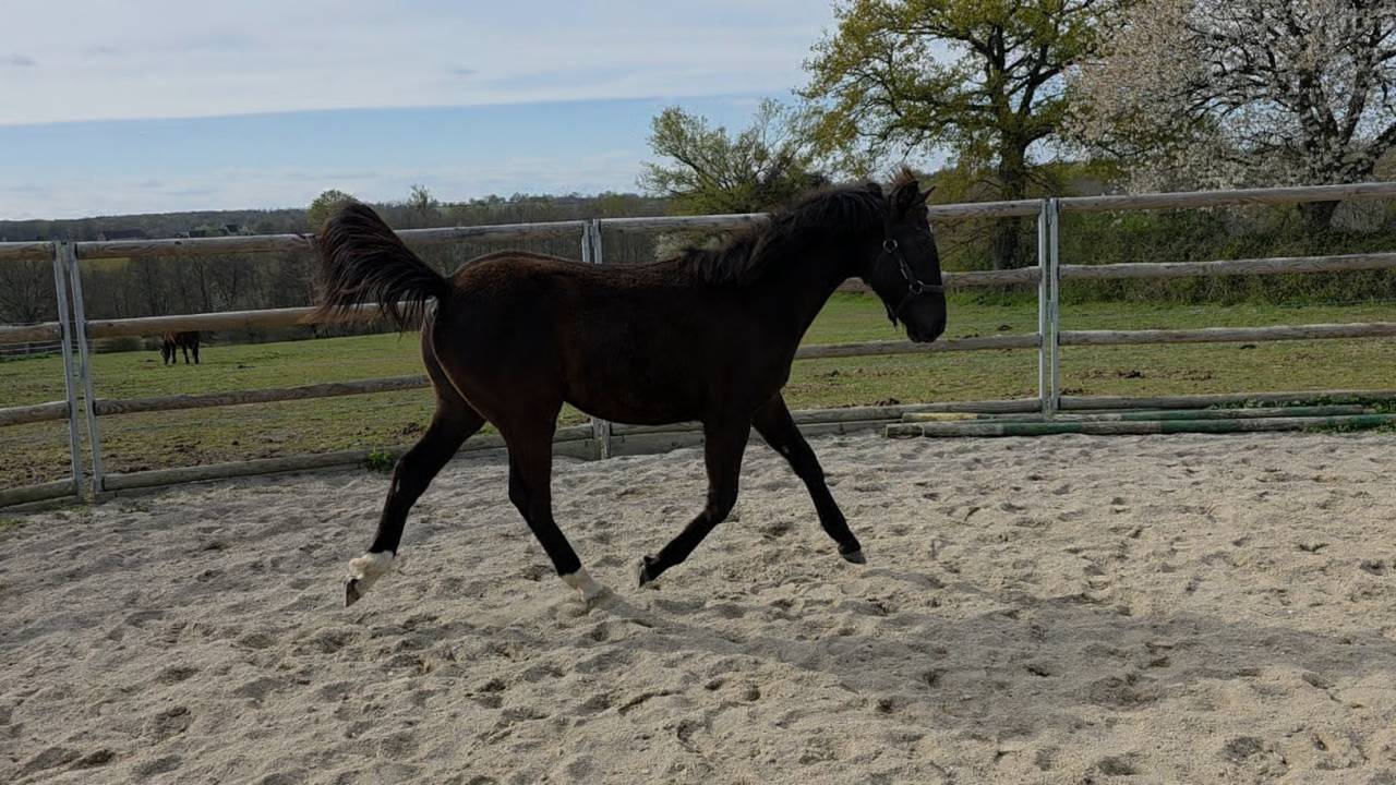 Potranca Origine Constat&eacute;e En venta 2025 Bayo