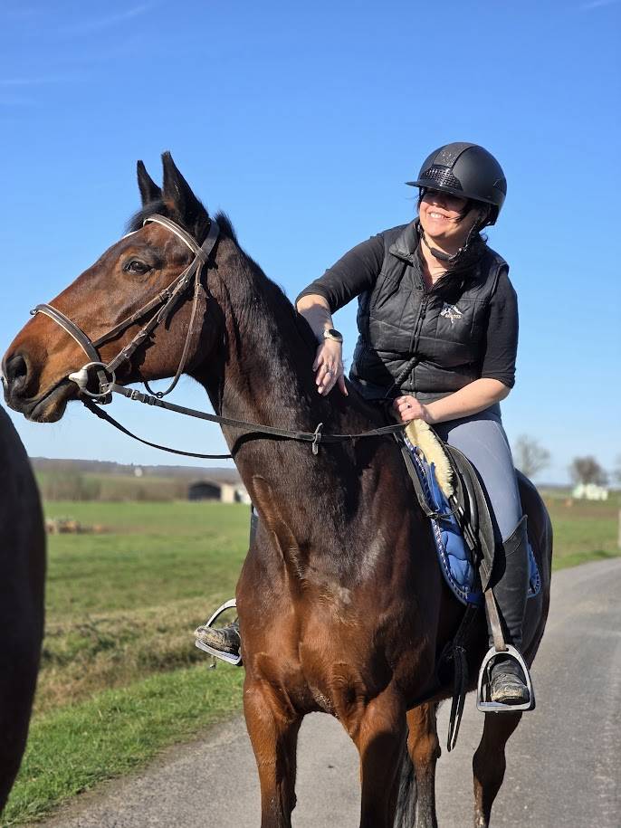 Yegua Silla Franc&eacute;s En venta 2008 Bayo