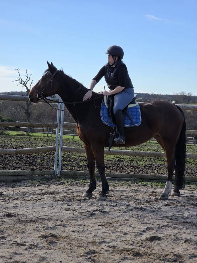 Yegua Silla Franc&eacute;s En venta 2008 Bayo