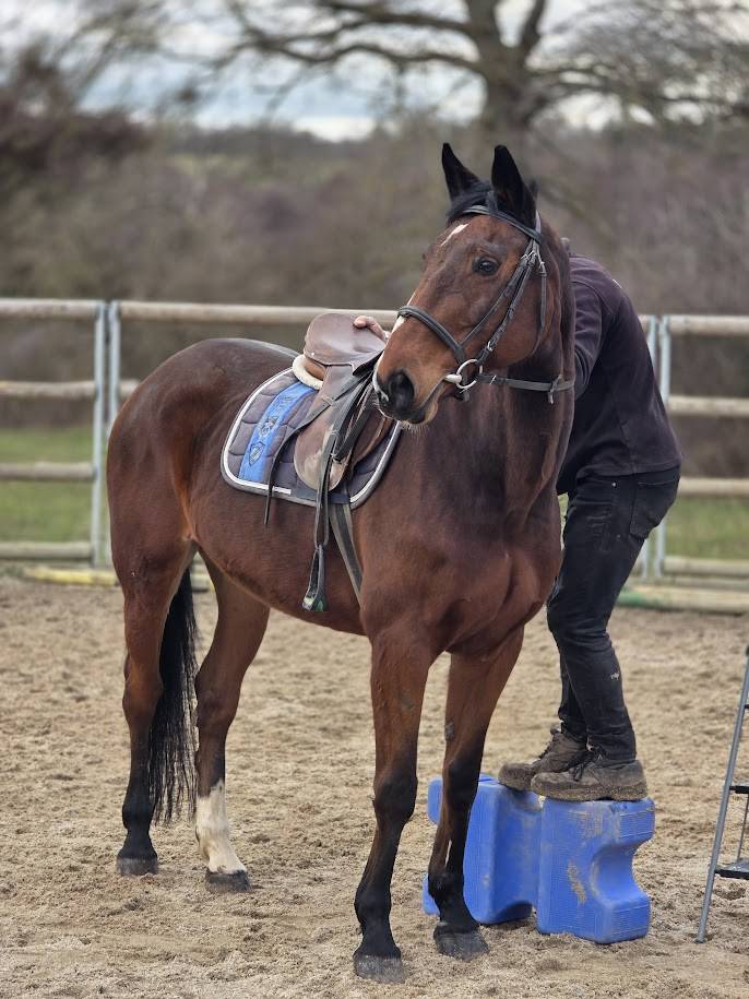 Yegua Silla Franc&eacute;s En venta 2008 Bayo