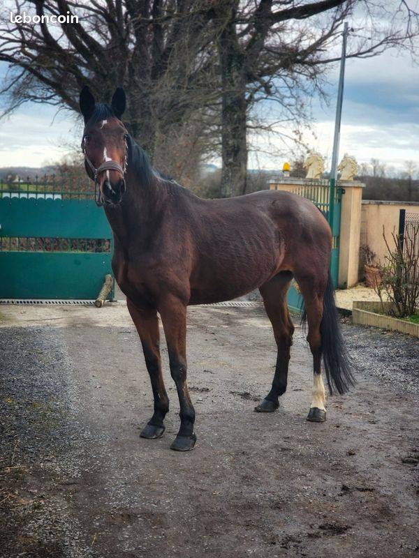 Yegua Silla Franc&eacute;s En venta 2008 Bayo