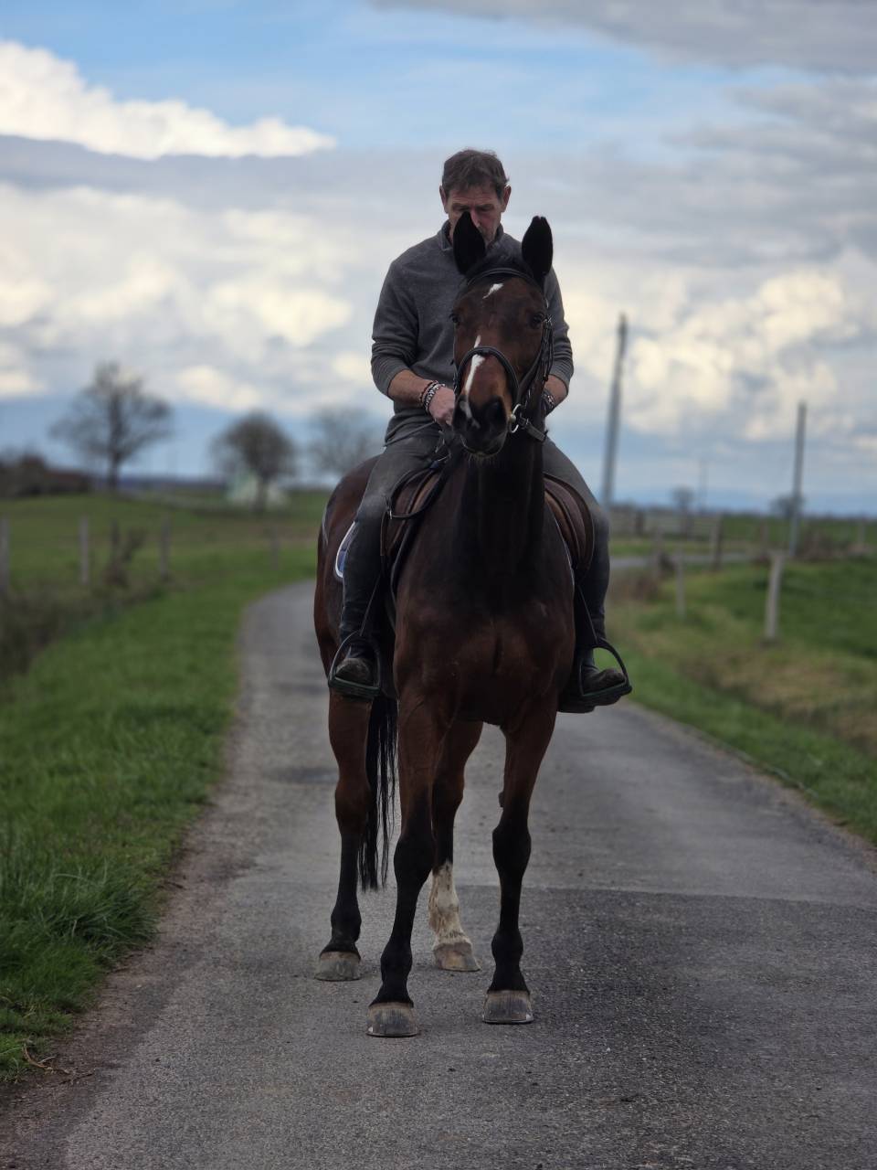 Yegua Silla Franc&eacute;s En venta 2008 Bayo