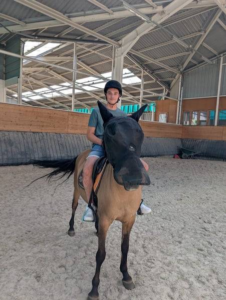 Yegua Origen No Constatado En venta 2012 Bayo