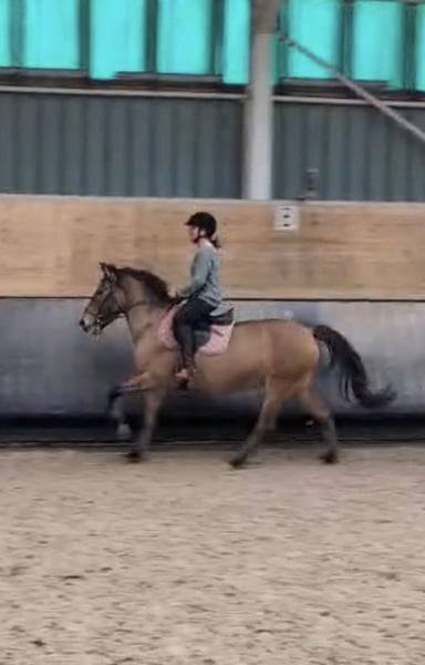 Yegua Origen No Constatado En venta 2012 Bayo