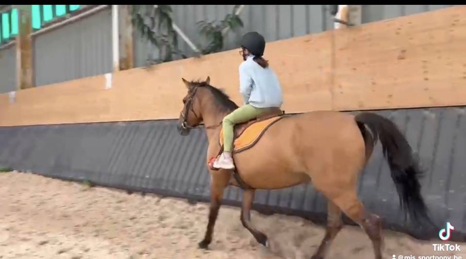 Yegua Origen No Constatado En venta 2012 Bayo