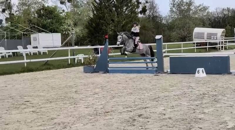 Caballo castrado Connemara En venta 2022 Tordo por Killaloe Buachaill Mor