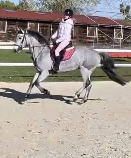 Caballo castrado Connemara En venta 2022 Tordo por Killaloe Buachaill Mor