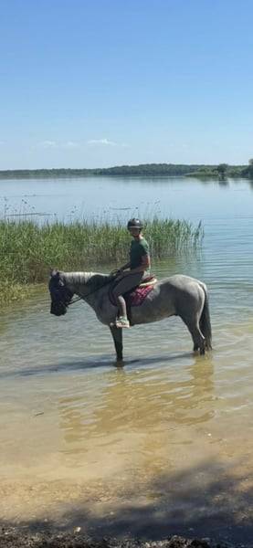 Caballo castrado Connemara En venta 2022 Tordo por Killaloe Buachaill Mor