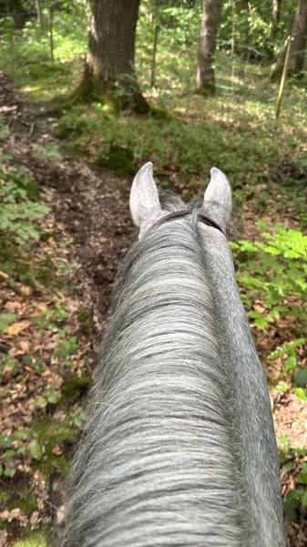 Caballo castrado Connemara En venta 2022 Tordo por Killaloe Buachaill Mor