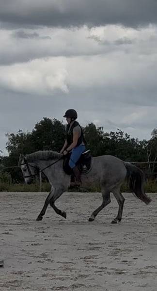 Caballo castrado Connemara En venta 2022 Tordo por Killaloe Buachaill Mor
