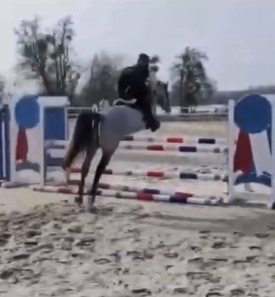 Caballo castrado Connemara En venta 2022 Tordo por Killaloe Buachaill Mor