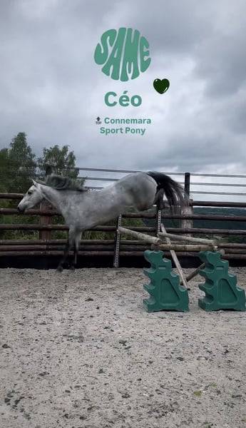 Caballo castrado Connemara En venta 2022 Tordo por Killaloe Buachaill Mor