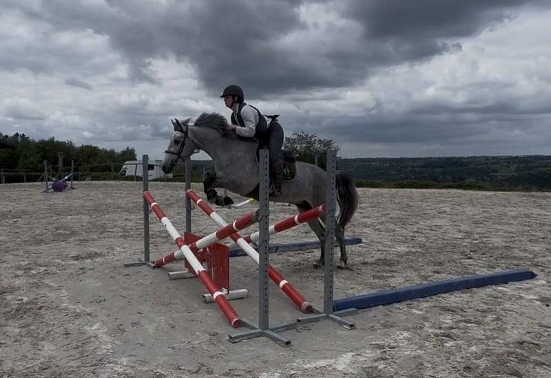 Caballo castrado Connemara En venta 2022 Tordo por Killaloe Buachaill Mor