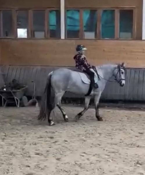 Caballo castrado Connemara En venta 2022 Tordo por Killaloe Buachaill Mor