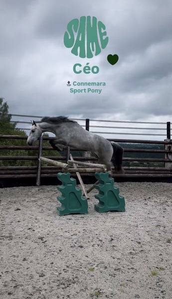 Caballo castrado Connemara En venta 2022 Tordo por Killaloe Buachaill Mor