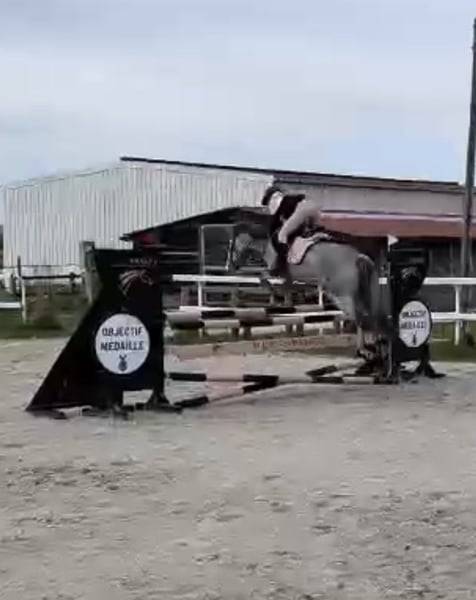 Caballo castrado Connemara En venta 2022 Tordo por Killaloe Buachaill Mor