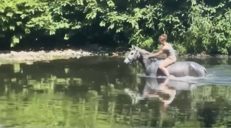 Caballo castrado Connemara En venta 2022 Tordo por Killaloe Buachaill Mor