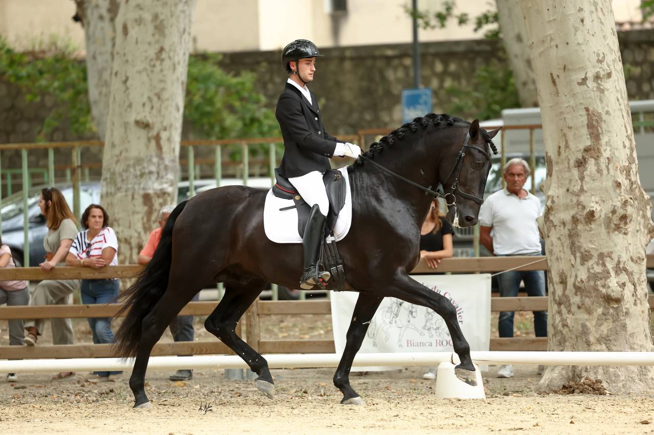 Jango NP - PRE Pura Raza Espa&ntilde;ola 2017 por INTIMO SALVATELLA