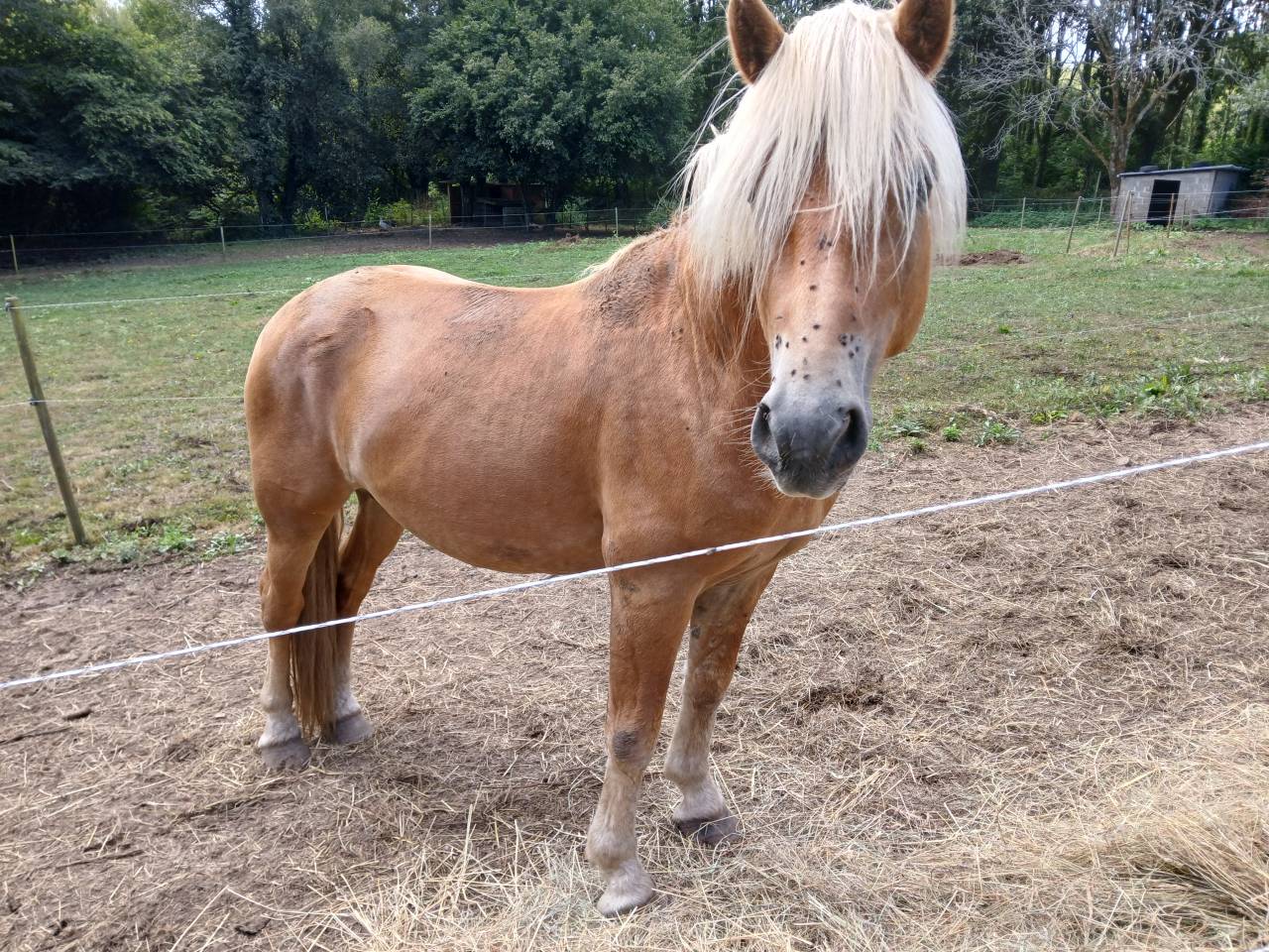 Semental Haflinger En venta 2022 Alaz&aacute;n