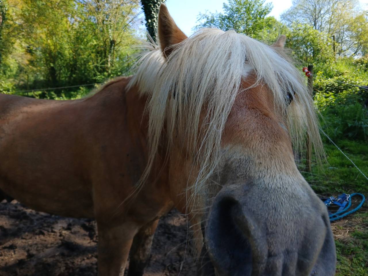 Semental Haflinger En venta 2022 Alaz&aacute;n