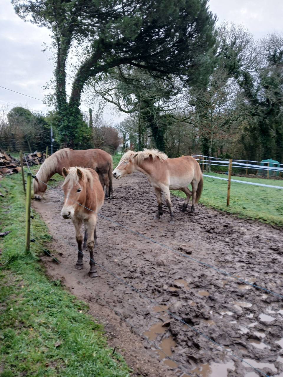 Potro Haflinger En venta 2025 Alaz&aacute;n