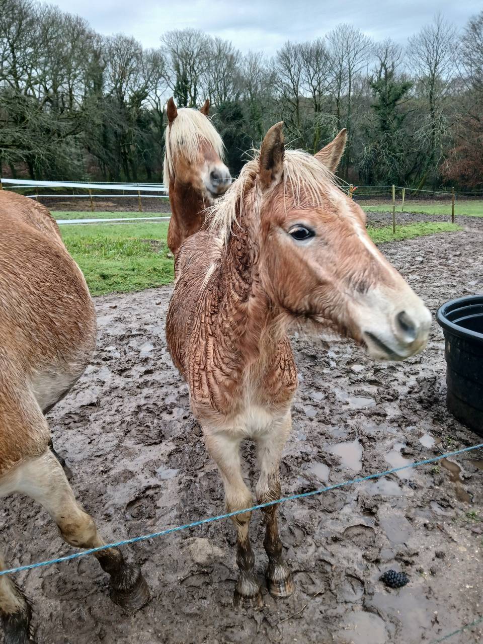Potro Haflinger En venta 2025 Alaz&aacute;n