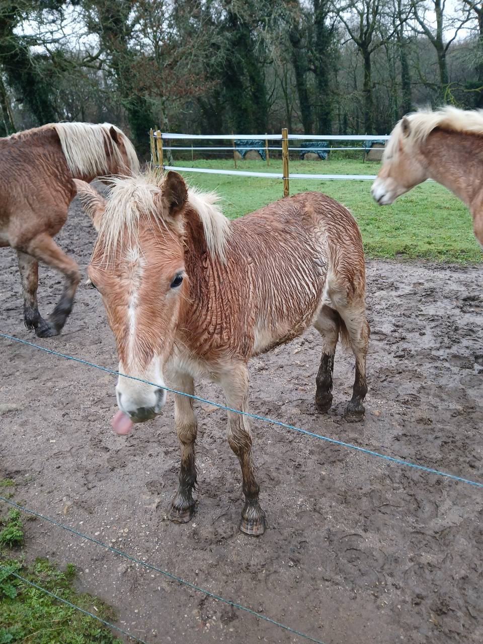Potro Haflinger En venta 2025 Alaz&aacute;n