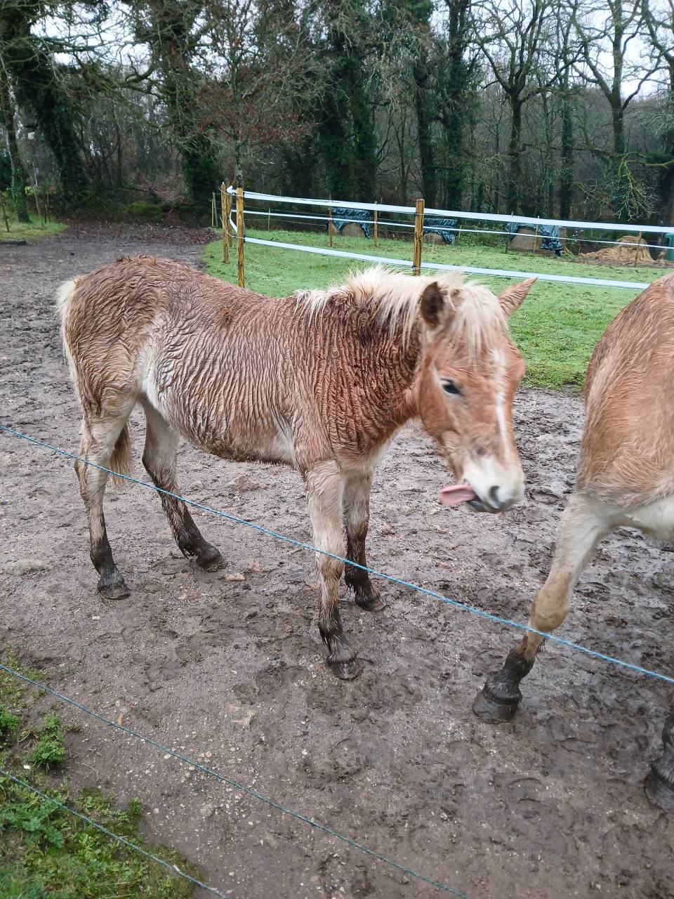 Potro Haflinger En venta 2025 Alaz&aacute;n